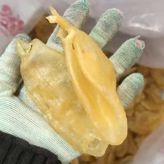 广州32-35头厚肉北海珍珠胶，鱼胶花胶鱼肚