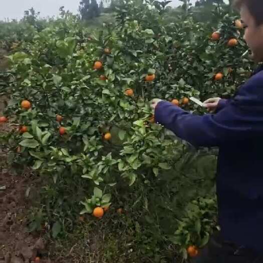 中江县沙糖桔