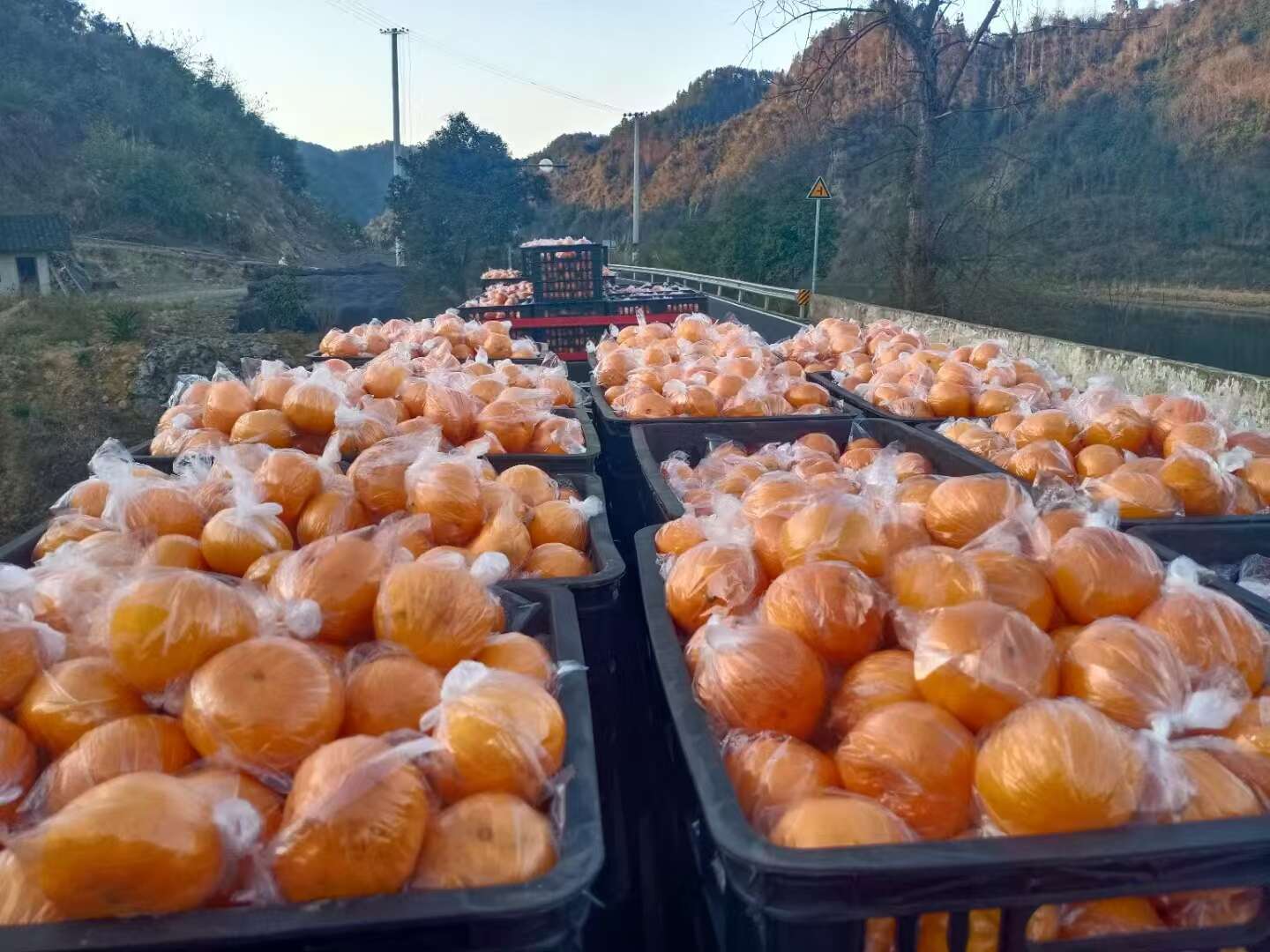 椪柑  碰柑，湘西富硒优质碰柑