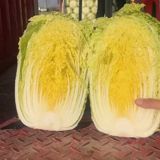 兰陵县精品纯黄心大白菜