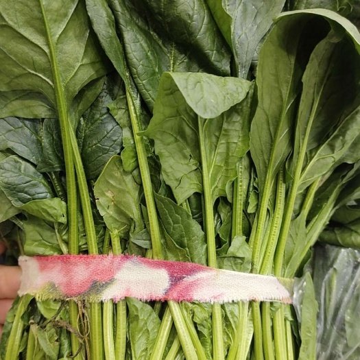 海安市黑菠菜
