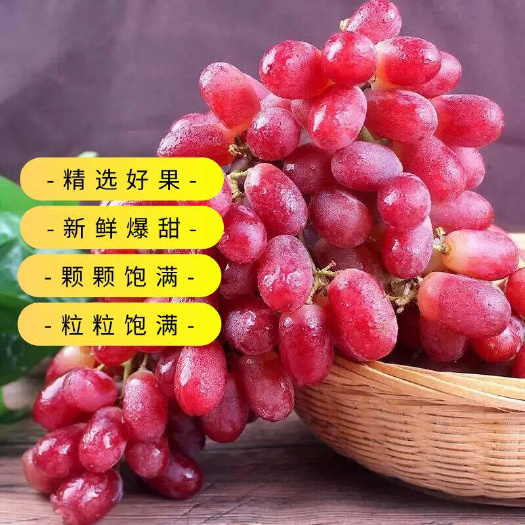 西昌市【下单联系客服】凉克伦生葡萄 露天电商果 品质保障价格代商议