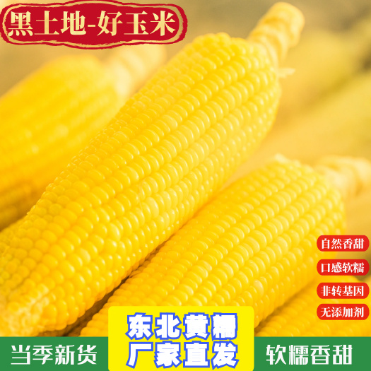 黄糯玉米200克*10根绿色食品东北黑土地非转基因软糯
