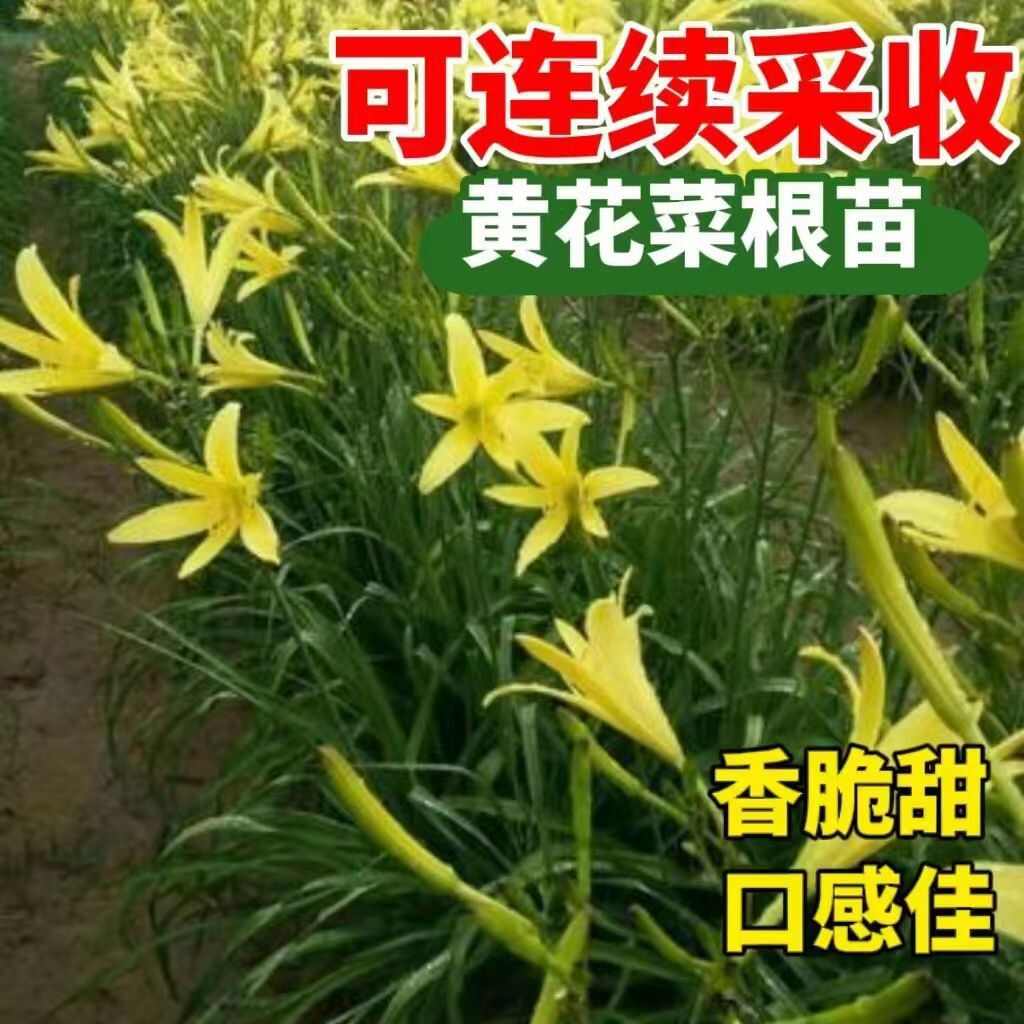 黄花菜苗  优良黄花苗成活率大花菜苗 湖南省衡阳市祁东县发货