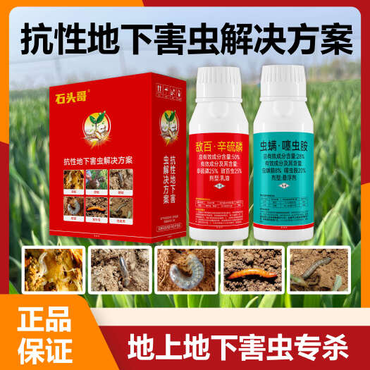 宁陵县抗性地下害虫解决方案敌百辛硫磷虫螨噻虫胺韭蛆蓟马地下害虫