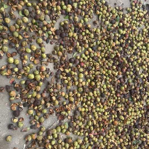 舒城县安徽六安优质油茶籽产地直发新鲜保证