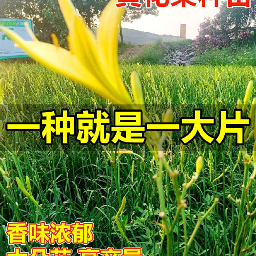 黄花菜苗  高产黄花菜种苗，基地直供，欢迎考察订购