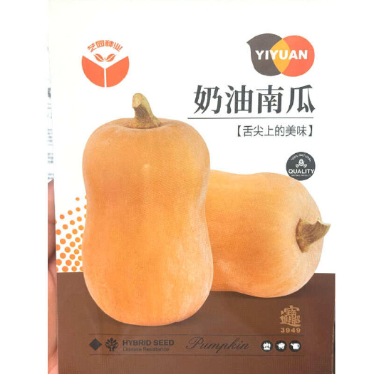 建瓯市奶油南瓜种子 早熟南瓜 肉质细密甘甜 可食用率高