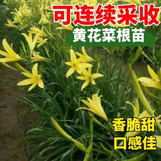 黄花菜苗  高产优良品种，黄花菜种苗，基地直供