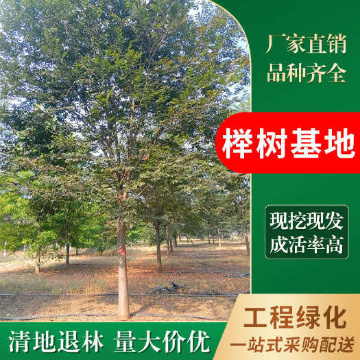常州榉树苗 自家苗圃出售二年生红榉小苗现挖现上车可以先到田头看苗