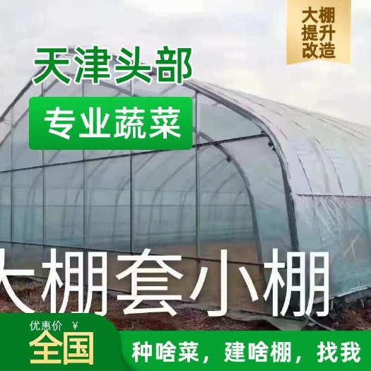 对标莘县 大棚套小棚 温室大棚 全国发货 技术指导