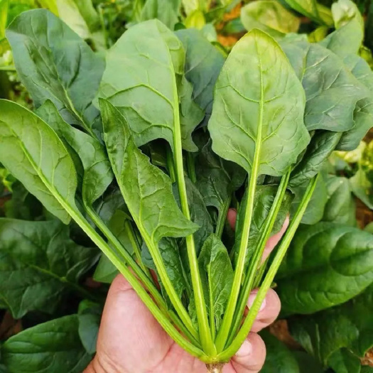 东台市苏北新鲜菠菜大叶红根露天种植山地生长菠菜短杆