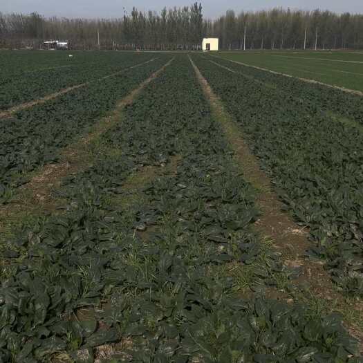 山东章丘新鲜大叶菠菜直供蔬菜批发