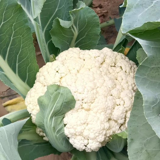 东台市苏北优质新鲜松花菜花椰菜青梗散花菜白花菜
