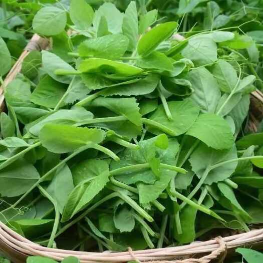 东台市新鲜豌豆尖嫩尖豌豆苗龙须菜新鲜豌豆荚嫩尖火锅配菜当季蔬菜