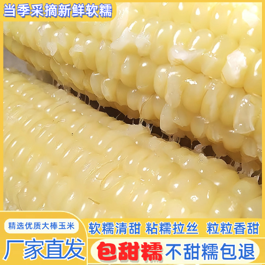 白糯玉米260克*10根绿色食品东北非转基因香甜软糯棒大饱满
