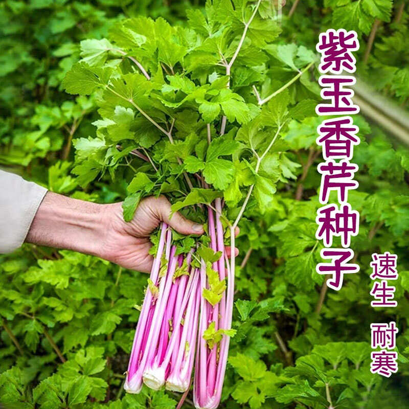 四季白芹菜种子红芹菜根芹实心绿小香芹本地品种