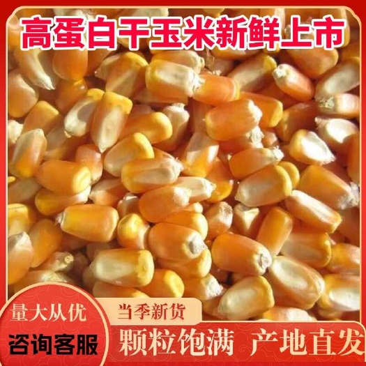 24年河南大玉米粒现货上市货源充足高蛋白高淀粉率易消化
