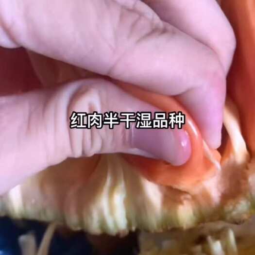 灵山县批发各种菠萝蜜树苗 品种印尼红 泰12 泰八 马来西亚一号