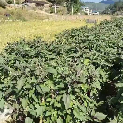 厦门704  405线茄  种植和收购