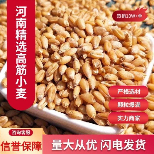 河南24年精选优质小麦批发带皮小麦磨面粉酿酒料饲料用