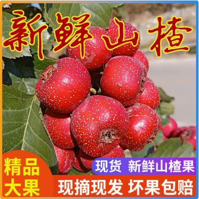 兴隆县新鲜山楂山楂鲜果山里红果批发新鲜大山楂片冰糖葫芦用鲜山楂果