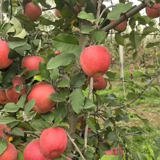 【产地直发】甘肃静宁苹果、色泽鲜艳、质细汁多、口感脆甜。