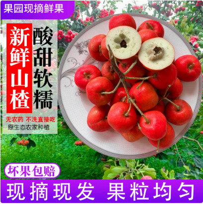 兴隆县新鲜山楂果山楂新鲜山楂果水果山里红铁山楂冰糖葫芦山楂包邮