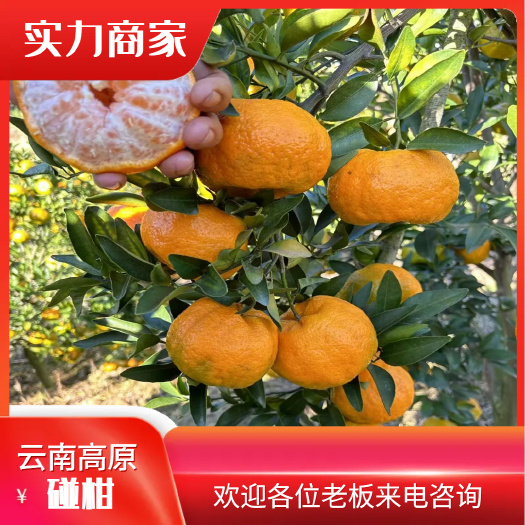 云南高原碰柑 新鲜采摘 产地直销