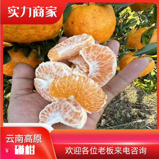 蒙自市云南高原碰柑 新鲜采摘 产地直销