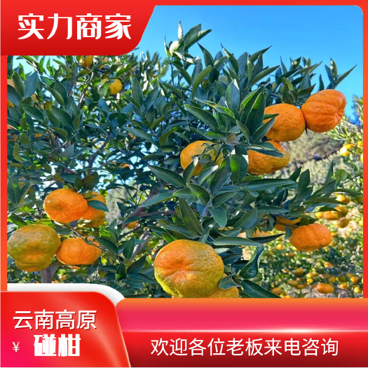 蒙自市云南高原碰柑 新鲜采摘 源头货源