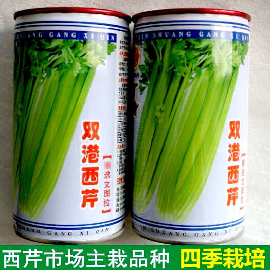 文图拉芹菜种子天津双港四季西芹蔬菜种子优质高产芹菜西芹种籽