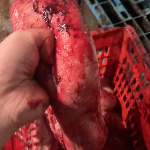 汕头牛舌。精品牛舌。便宜牛舌
