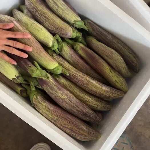 思茅云南冰川糯茄