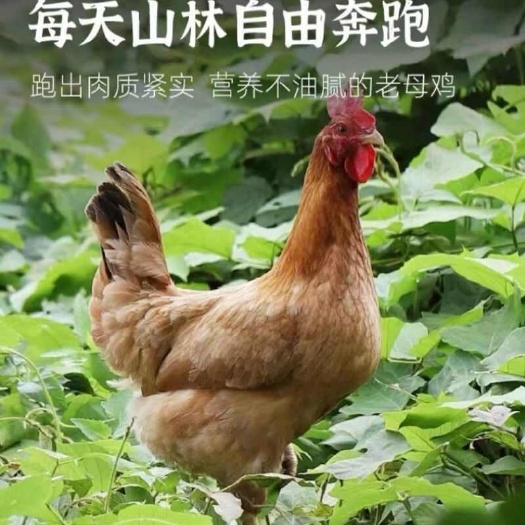【顺丰包邮】散养正品老母鸡黄油鸡现杀现发