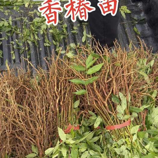 利川市香椿苗香椿小苗红油香椿香椿芽基地现挖现起现发