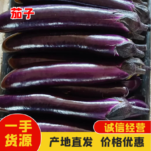 徐闻县徐闻紫茄 烧烤茄子 大量有货 一手货源