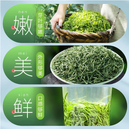 特级毛尖茶2024新茶明前芽头春茶叶雪芽绿茶送长辈礼盒罐装