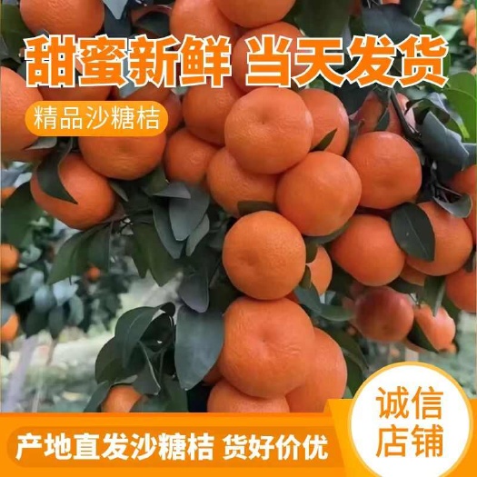 荔浦市广西沙糖桔批发 车载专线物流发货 产地直销支持代发