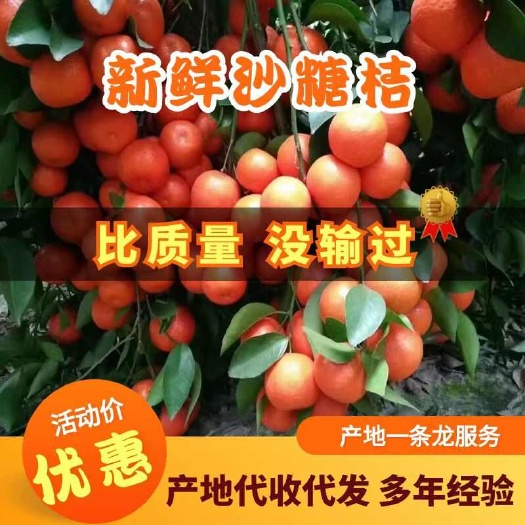 荔浦市广西浦沙糖桔批发 整车代发 产地直供 鲜果直达