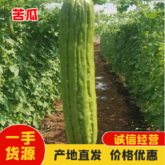 徐闻县绿苦瓜 现摘先发 一手货源 质量保证