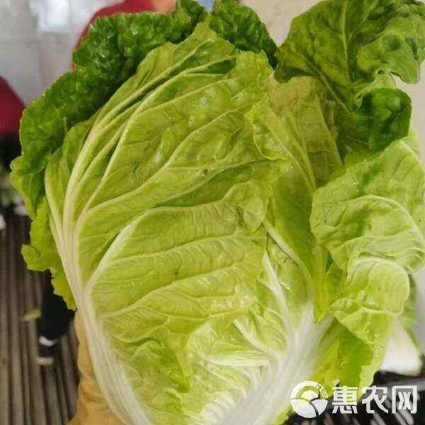 通许县大白菜，黄心白菜产地直销