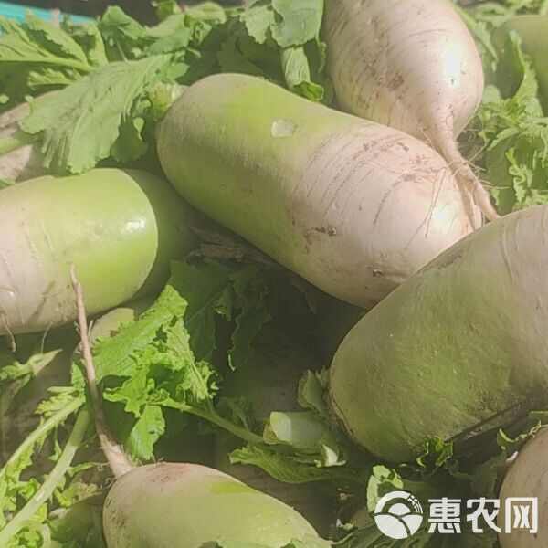 河南开封青萝卜 新鲜现挖 批发直供