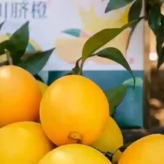 富川脐橙