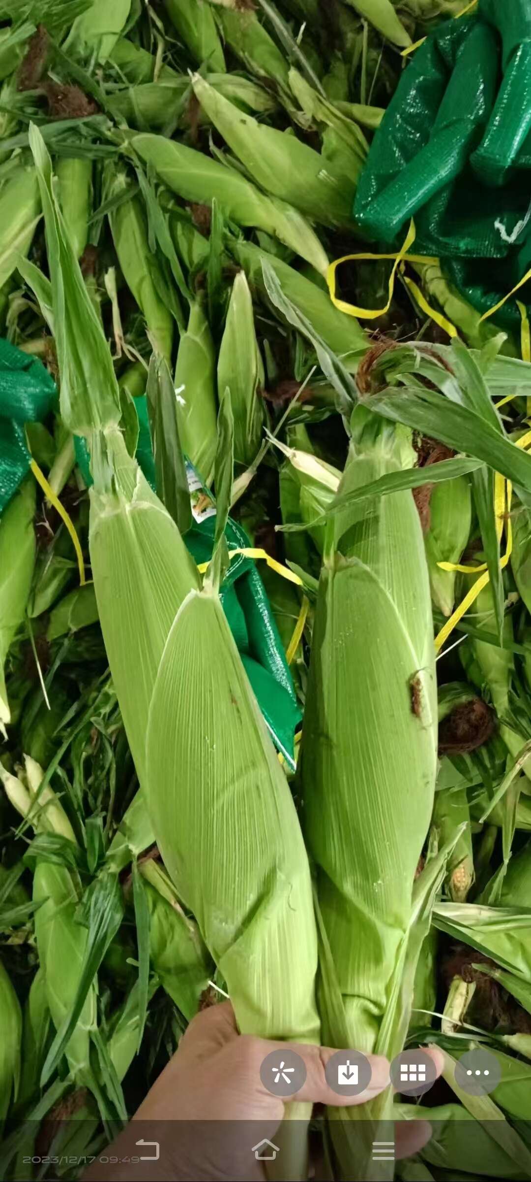 广东徐闻县 新鲜带壳 水果金银花玉米