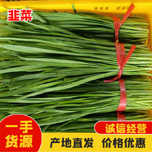 徐闻县精品韭菜 大量有货 产地直发 新鲜采摘