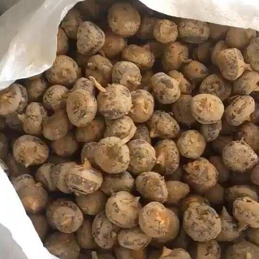 贺州大量供应电商马蹄，品质优，
