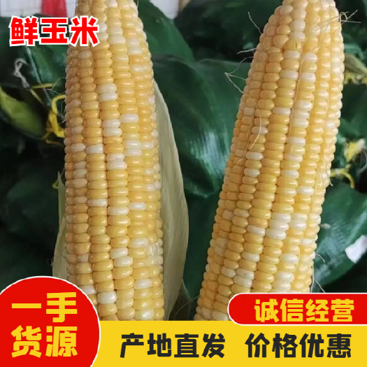 徐闻县广东徐闻县 新鲜带壳 水果金银花玉米