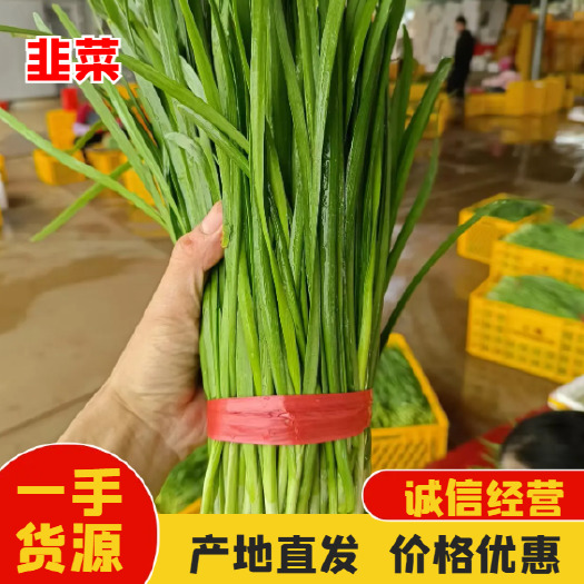 徐闻县大叶韭菜 新鲜上市 基地直发 新鲜现摘