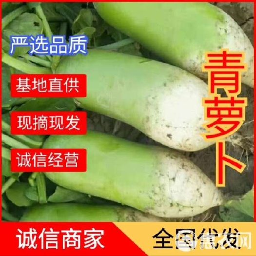 通许县河南开封青萝卜 新鲜现挖 批发直供